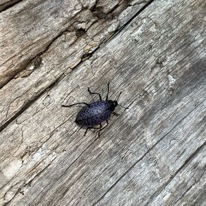 Meet your Posher, Luke